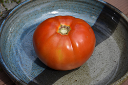 Arbason Tomato (Solanum lycopersicum 'Arbason') at A Very Successful Garden Center