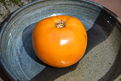 Golden Boy Tomato (Solanum lycopersicum 'Golden Boy') at A Very Successful Garden Center