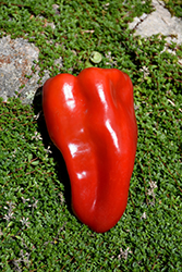 Ace Pepper (Capsicum annuum 'Ace') at A Very Successful Garden Center
