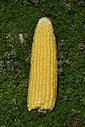Kandy King Corn (Zea mays 'Kandy King') at A Very Successful Garden Center