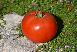 Moneymaker Tomato (Solanum lycopersicum 'Moneymaker') at A Very Successful Garden Center