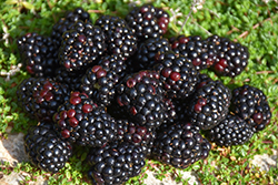 Black Satin Blackberry (Rubus Black Satin) at Lakeshore Garden Centres
