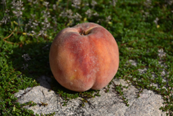 McKay Peach (Prunus persica 'McKay') at A Very Successful Garden Center