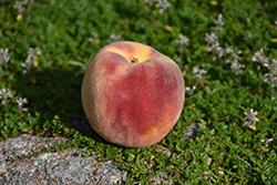 Tex King Peach (Prunus persica 'TexKing') at Stonegate Gardens