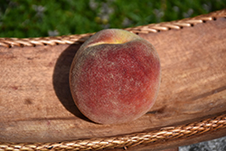 Redstar Peach (Prunus persica 'Redstar') at A Very Successful Garden Center