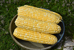 Luscious Corn (Zea mays 'Luscious') at A Very Successful Garden Center