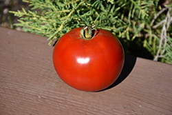Grand Marshall Tomato (Solanum lycopersicum 'Grand Marshall') at A Very Successful Garden Center