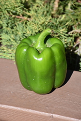 Tomcat Sweet Pepper (Capsicum annuum 'Tomcat') at A Very Successful Garden Center
