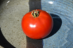 Red Snapper Tomato (Solanum lycopersicum 'Red Snapper') at A Very Successful Garden Center