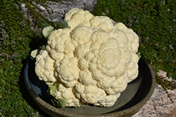 Casper Cauliflower (Brassica oleracea var. botrytis 'Casper') at A Very Successful Garden Center