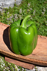 Intruder Sweet Pepper (Capsicum annuum 'Intruder') at A Very Successful Garden Center