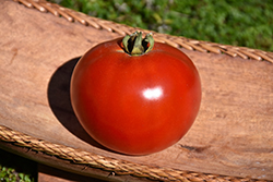 Red Bounty Tomato (Solanum lycopersicum 'Red Bounty') at A Very Successful Garden Center