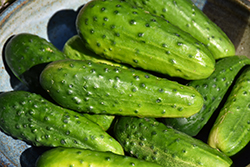 Early Fortune Cucumber (Cucumis sativus 'Early Fortune') at A Very Successful Garden Center