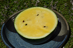 Sureness Watermelon (Citrullus lanatus 'Sureness') at A Very Successful Garden Center