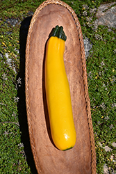 Golden Delight Zucchini (Cucurbita pepo var. cylindrica 'Golden Delight') at A Very Successful Garden Center