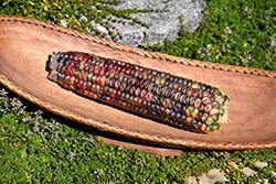 Fiesta Ornamental Corn (Zea mays var. indurata 'Fiesta') at A Very Successful Garden Center