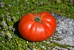 Genuwine Tomato (Solanum lycopersicum 'Genuwine') at A Very Successful Garden Center