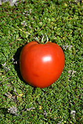 Roadster Tomato (Solanum lycopersicum 'Roadster') at A Very Successful Garden Center