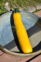 Golden Glory Zucchini (Cucurbita pepo var. cylindrica 'Golden Glory') at A Very Successful Garden Center
