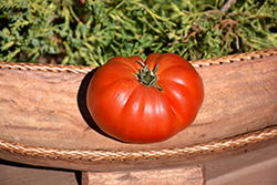 Abe Lincoln Tomato (Solanum lycopersicum 'Abe Lincoln') at A Very Successful Garden Center