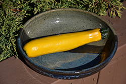 Yellow Zucchini (Cucurbita pepo var. cylindrica 'Yellow') at A Very Successful Garden Center