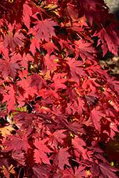 Northern Glow Maple (Acer 'Hasselkus') at Lakeshore Garden Centres