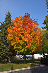 Unity Sugar Maple (Acer saccharum 'Unity') at A Very Successful Garden Center