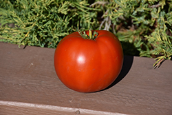 Bonny Best Tomato (Solanum lycopersicum 'Bonny Best') at A Very Successful Garden Center