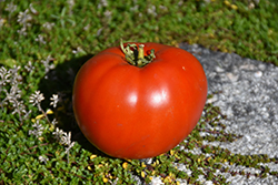 Big League Tomato (Solanum lycopersicum 'Big League') at A Very Successful Garden Center