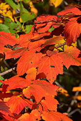 Mountain Maple (Acer spicatum) at Stonegate Gardens