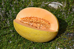 Hami Melon (Cucumis melo var. reticulatus 'Hami') at A Very Successful Garden Center