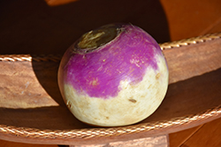Purple Top White Globe Turnip (Brassica rapa 'Purple Top White Globe') at A Very Successful Garden Center