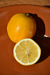 Improved Meyer Lemon (Citrus x meyeri 'Meyer Improved') at Lakeshore Garden Centres