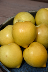Lemon Plum (Prunus 'Lemon') at A Very Successful Garden Center