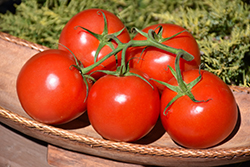 Cherry Bomb Tomato (Solanum lycopersicum 'Cherry Bomb') at A Very Successful Garden Center