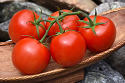 Better Bush Tomato (Solanum lycopersicum 'Better Bush') at A Very Successful Garden Center