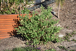 Boreal Blizzard Honeyberry (Lonicera caerulea 'Boreal Blizzard') at A Very Successful Garden Center
