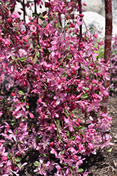 Royal Beauty Flowering Crab (Malus 'Royal Beauty') at A Very Successful Garden Center