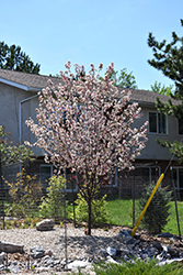 Courageous Flowering Crab (Malus 'DurLawrence') at A Very Successful Garden Center