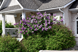 Purple Glory Lilac (Syringa x hyacinthiflora 'Purple Glory') at A Very Successful Garden Center