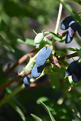 Sweetberry Honeysuckle (Lonicera caerulea var. edulis) at A Very Successful Garden Center