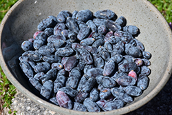 Sugar Mountain Blue Honeyberry (Lonicera caerulea 'Dolce Vita') at A Very Successful Garden Center