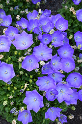 Rapido Blue Bellflower (Campanula carpatica 'Rapido Blue') at Stonegate Gardens