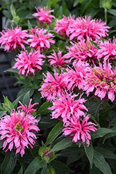 Balmy Pink Beebalm (Monarda didyma 'Balbalmink') at A Very Successful Garden Center