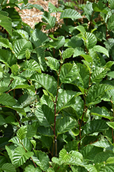 Mountain Alder (Alnus tenuifolia) at A Very Successful Garden Center