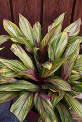 Kiwi Hawaiian Ti Plant (Cordyline fruticosa 'Kiwi') at A Very Successful Garden Center