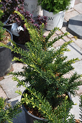 Morden Upright  Japanese Yew (Taxus cuspidata 'Morden Upright') at A Very Successful Garden Center