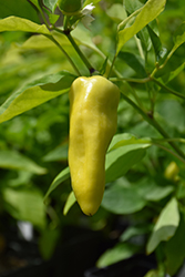 Ponky Peppers Spicy Jane (Capsicum annuum 'Spicy Jane') at A Very Successful Garden Center