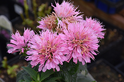 Sugar Buzz Pink Frosting Beebalm (Monarda 'Pink Frosting') at A Very Successful Garden Center