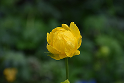 Lemon Queen Globeflower (Trollius x cultorum 'Lemon Queen') at A Very Successful Garden Center